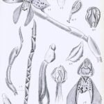 Rare Silvorchis colorata orchid flower with purple and yellow petals in book illustration.