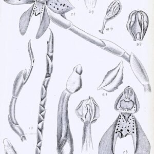 Rare Silvorchis colorata orchid flower with purple and yellow petals in book illustration.