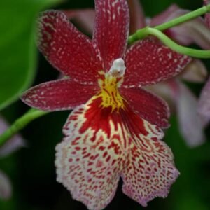 Paarse en oranje Burrageara orchidee bloem met groen blad in volle bloei.