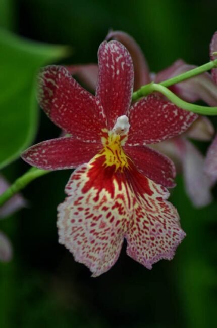 Paarse en oranje Burrageara orchidee bloem met groen blad in volle bloei.