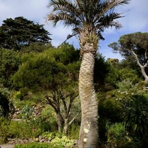Butia capitata palmboom op Tresco-eiland in heldere zon.