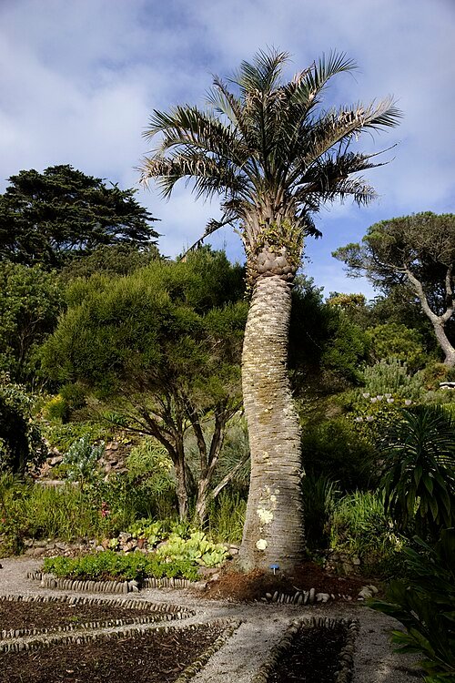 Butia capitata palmboom op Tresco-eiland in heldere zon.