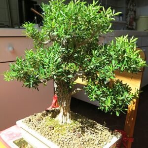 Buxus harlandii bonsai met groen blad en gedraaide stam.