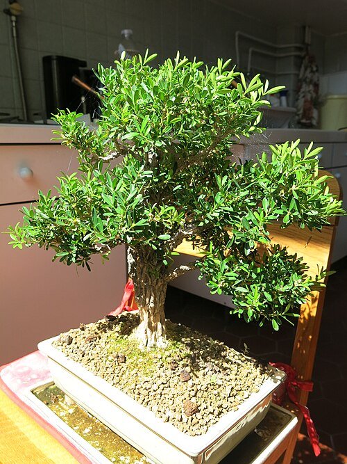 Buxus harlandii bonsai met groen blad en gedraaide stam.