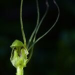 Zilveren Acianthinae plant met groene bladeren en witte bloemen.