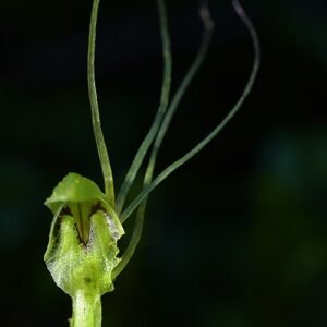 Zilveren Acianthinae plant met groene bladeren en witte bloemen.