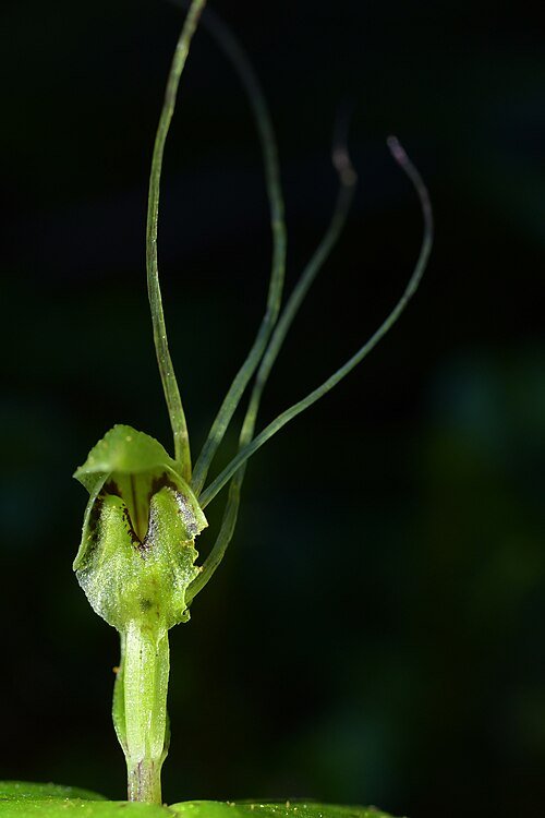 Zilveren Acianthinae plant met groene bladeren en witte bloemen.