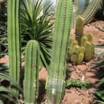 Hoge cactus met groene stengels, witte stekels, tegen heldere hemel.