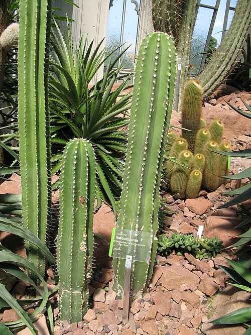 Hoge cactus met groene stengels, witte stekels, tegen heldere hemel.