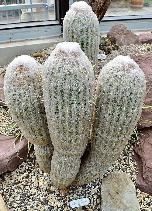 Espostoa lanata cactus plant met lange stekelige witte haren.