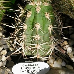 Close-up van Eulychnia cactus met lange stekels en heldere bloemen.