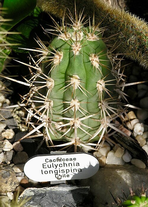 Close-up van Eulychnia cactus met lange stekels en heldere bloemen.