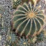 Ferocactus glaucescens cactus met levendige groene huid en scherpe stekels.
