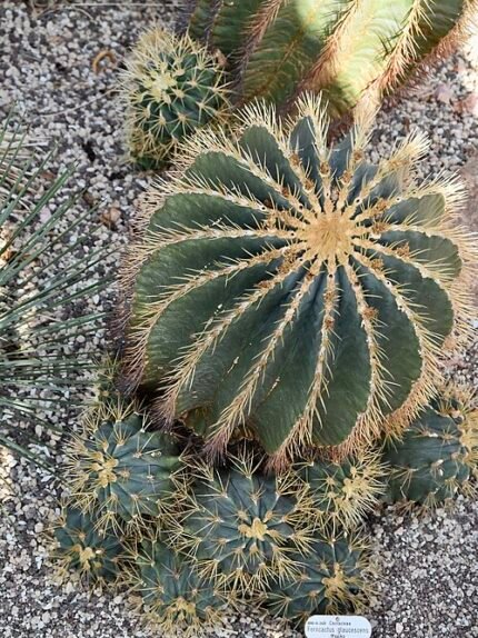 Ferocactus glaucescens cactus met levendige groene huid en scherpe stekels.