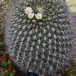 Kleine ronde Gymnocalycium saglionis cactus met lichtgroene lichaam en witte stekels.