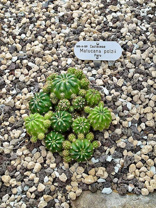 Orange-flowered Matucana aurantiaca cactus with spines on white background.