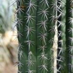 Pachycereus weberi cactus met langwerpige groene stelen en scherpe doornen.