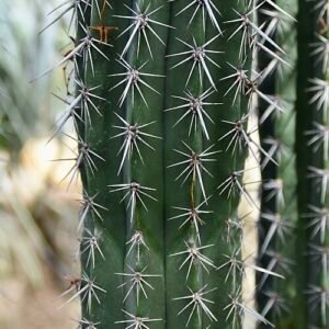 Pachycereus weberi cactus met langwerpige groene stelen en scherpe doornen.