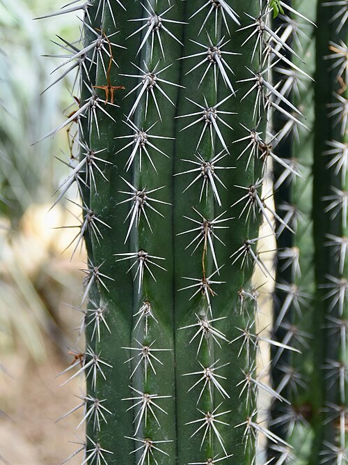 Pachycereus weberi cactus met langwerpige groene stelen en scherpe doornen.