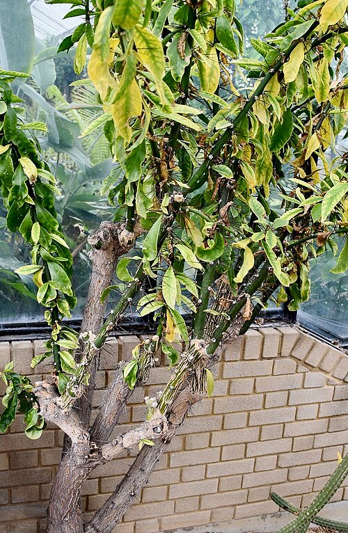 Rhodocactus sacharosa cactus met roze bloemen en groene stengels.