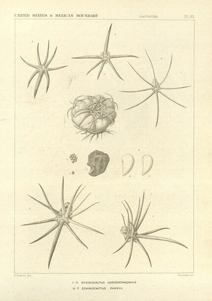 Homalocephala parryi cactus met roze bloemen en stekelige groene stelen.