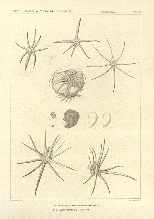 Homalocephala parryi cactus met roze bloemen en stekelige groene stelen.