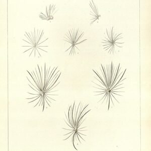 Sclerocactus cactus met lange stekels en bloeiende bloemen in natuurlijke omgeving.