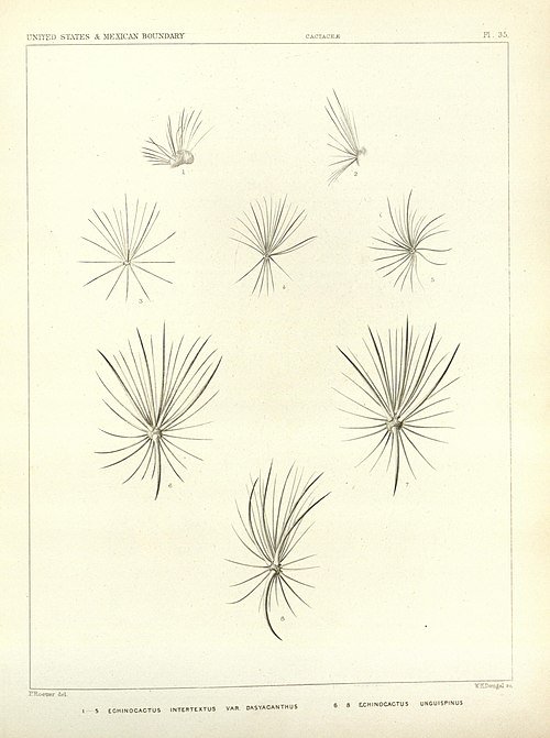 Sclerocactus cactus met lange stekels en bloeiende bloemen in natuurlijke omgeving.