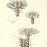 Echinocereus stramineus cactus met levendige roze bloemen en stekelige groene stengels.
