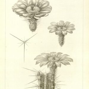 Echinocereus stramineus cactus met levendige roze bloemen en stekelige groene stengels.