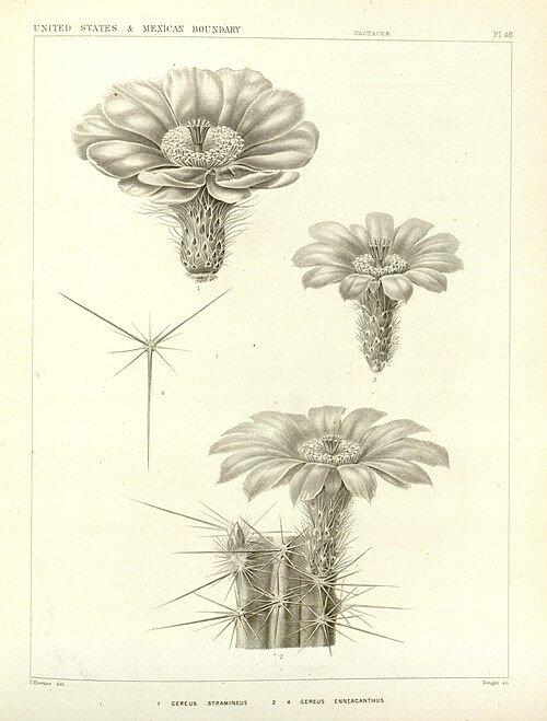Echinocereus stramineus cactus met levendige roze bloemen en stekelige groene stengels.