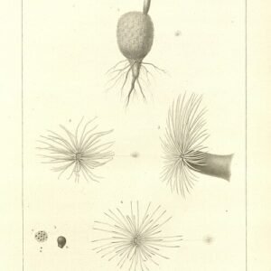 Mammillaria lasiacantha cactus with white woolly thorns and yellow flowers on green stems.