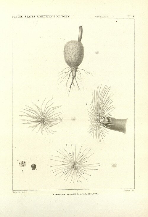 Mammillaria lasiacantha cactus with white woolly thorns and yellow flowers on green stems.