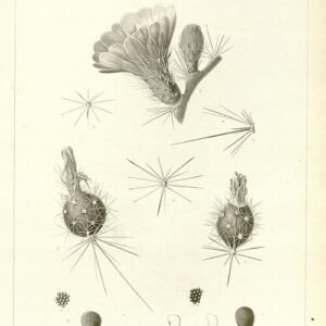 Bloeiende Echinocereus santaritensis cactus met roze bloemen en groene stekelige stengels.