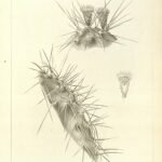 Opuntia stenopetala cactus met levendige groene stengels en scherpe doornen.