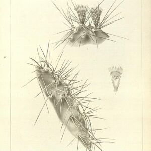 Opuntia stenopetala cactus met levendige groene stengels en scherpe doornen.