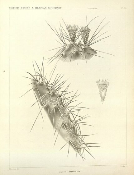 Opuntia stenopetala cactus met levendige groene stengels en scherpe doornen.