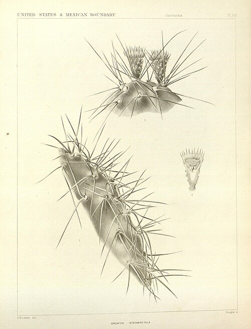 Opuntia stenopetala cactus met levendige groene stengels en scherpe doornen.