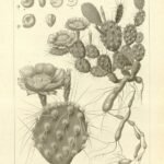 Opuntia pottsii cactus met platte, ovale groene bladeren en gele bloemen.