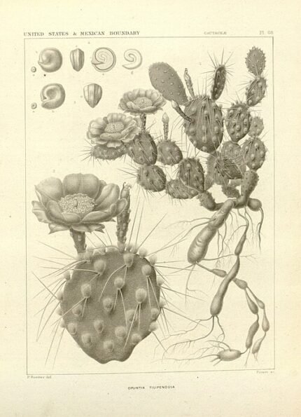 Opuntia pottsii cactus met platte, ovale groene bladeren en gele bloemen.