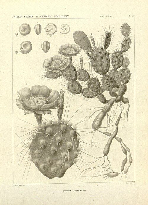 Opuntia pottsii cactus met platte, ovale groene bladeren en gele bloemen.