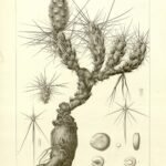 Grusonia grahamii cactus met heldergele bloemen en groene stekels op woestijnlandschap.