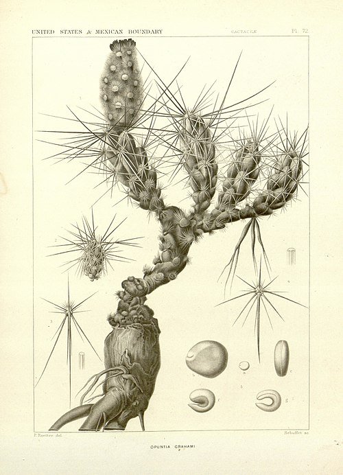 Grusonia grahamii cactus met heldergele bloemen en groene stekels op woestijnlandschap.