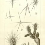 Grusonia bulbispina cactus met groen-gele stekels en bloeiende knoppen.