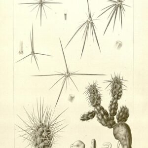 Grusonia bulbispina cactus met groen-gele stekels en bloeiende knoppen.