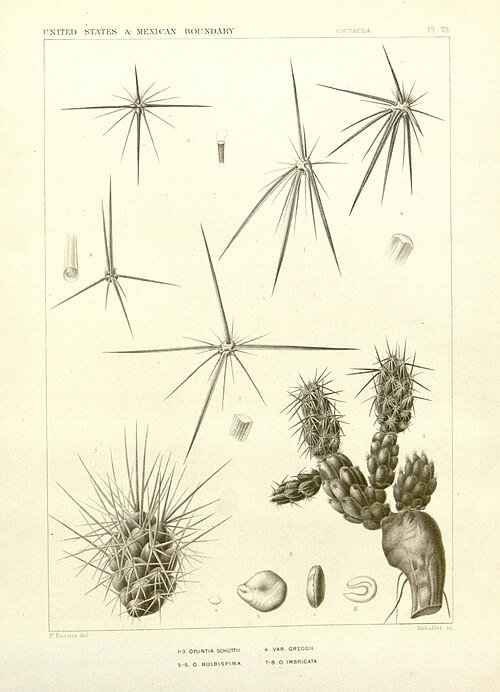 Grusonia bulbispina cactus met groen-gele stekels en bloeiende knoppen.