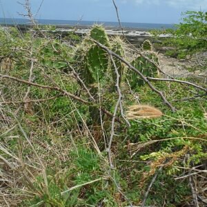 Opuntia aurantiaca cactus op kalkplateau in Hudishibana, Noordwest-Aruba.