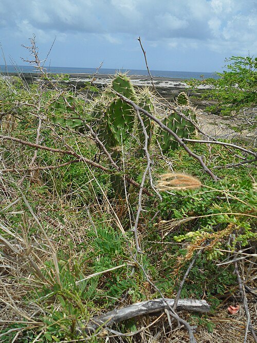 Opuntia aurantiaca cactus op kalkplateau in Hudishibana, Noordwest-Aruba.