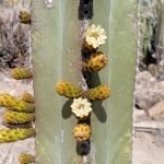 Bloeiende Lophocereus cactus met witte bloemen en groene stekels.