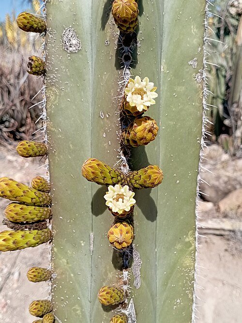 Bloeiende Lophocereus cactus met witte bloemen en groene stekels.